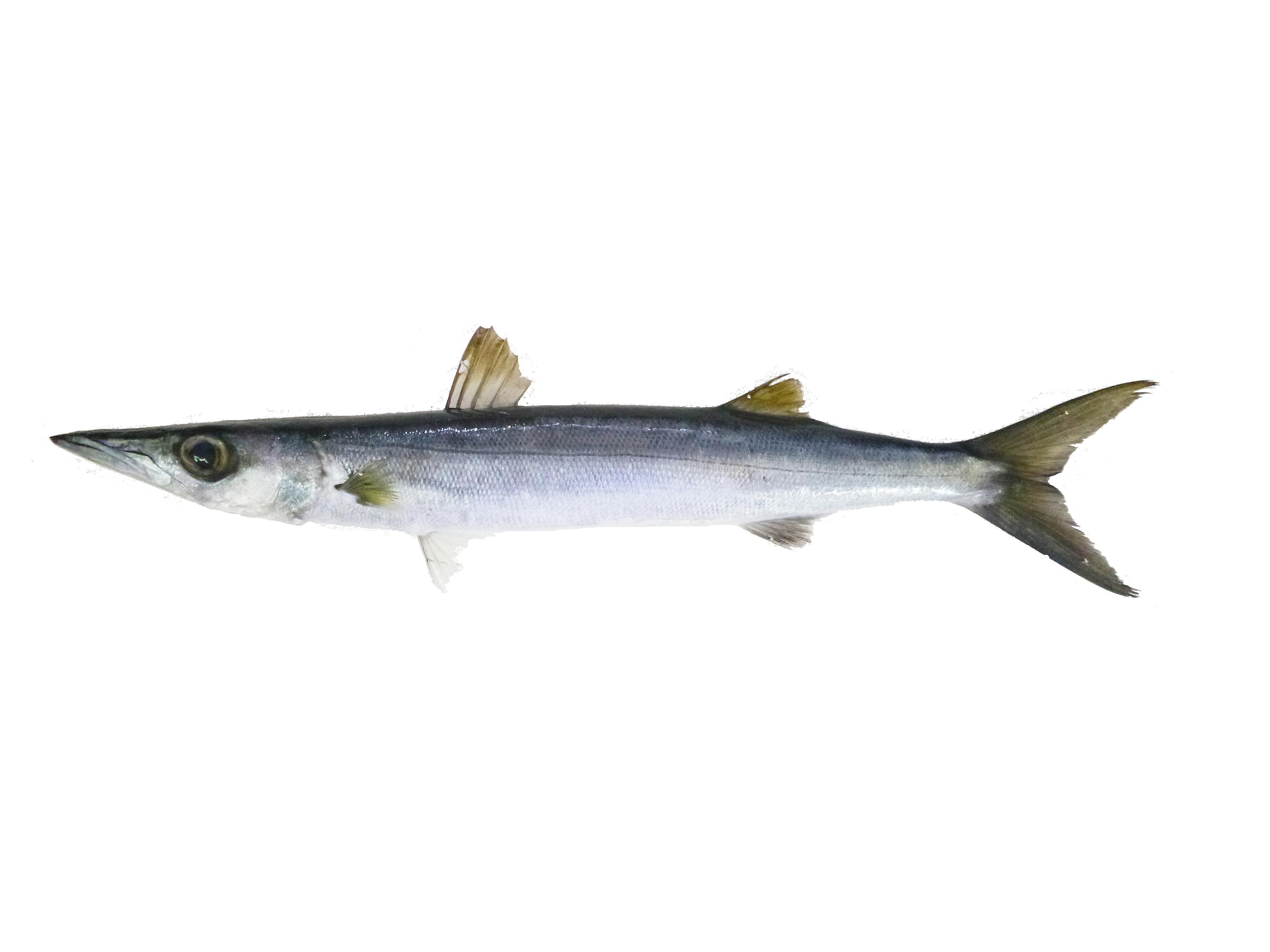 BARRACUDA