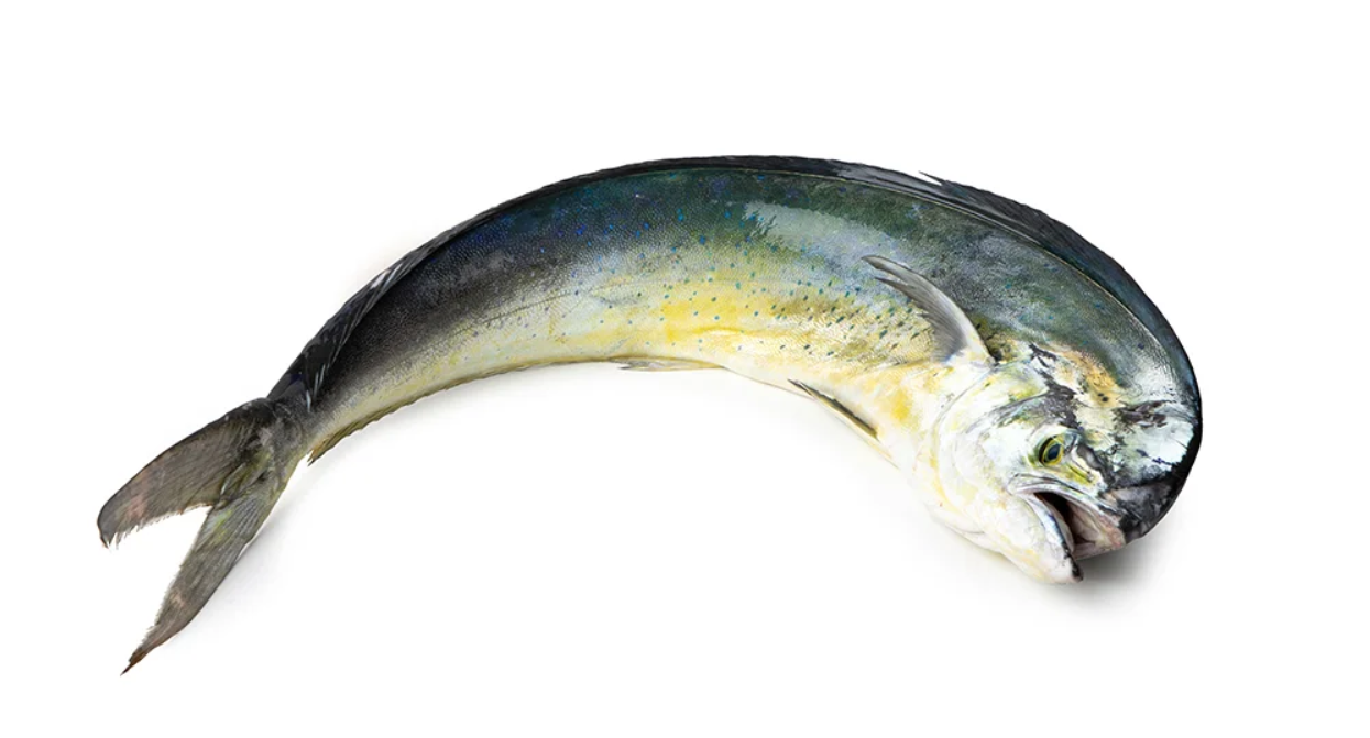 MAHI FISH