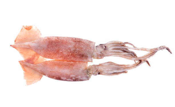 Squid