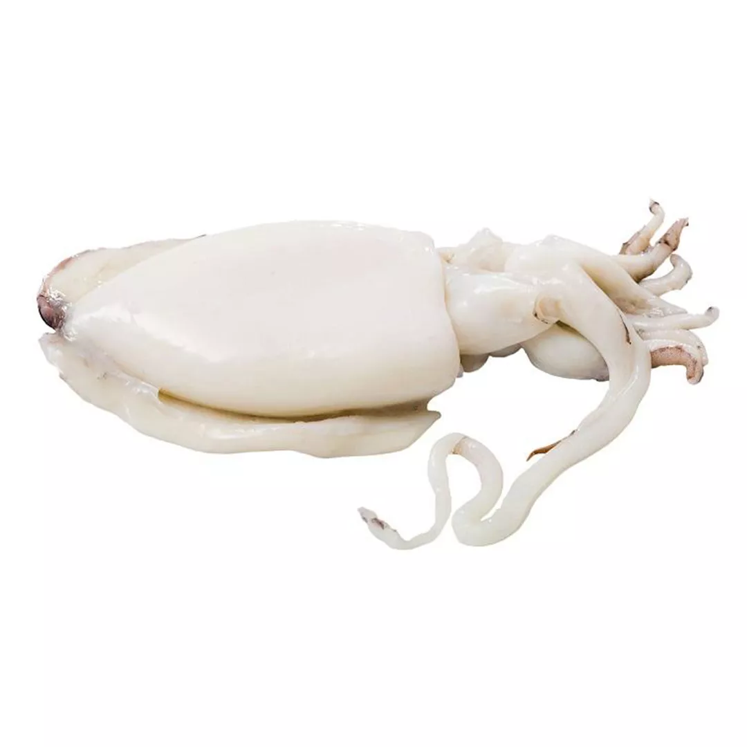 Cuttle fish